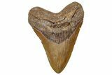 Fossil Megalodon Tooth - Huge NC Meg #328312-1